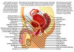  alpha_channel anatomical_diagram anatomy anatomy_chart anatomy_reference balls bladder bone chart digital_drawing_(artwork) digital_media_(artwork) fk2169 genitals herm hi_res human humanoid intersex maleherm mammal organs ovaries penis prostate pussy simple_background solo spine transparent_background urethra uterus 