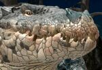 alligator alligatorid amiafurryoraminotidkk animated blinking close-up crocodile crocodilian crocodylid deep_throat feral inviting looking_at_viewer low_res mouth_shot open_mouth oral oral_vore pink_tongue reptile scalie soft_vore solo teeth throat tongue vore