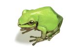  animal_focus commentary_request frog full_body highres matsukuzu no_humans original simple_background solo white_background yellow_eyes 