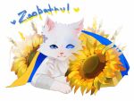  &lt;3 bandage domestic_cat felid feline felis feral flower mammal plant solo sunflower sunflowers ukraine uritsuyo war wheat 